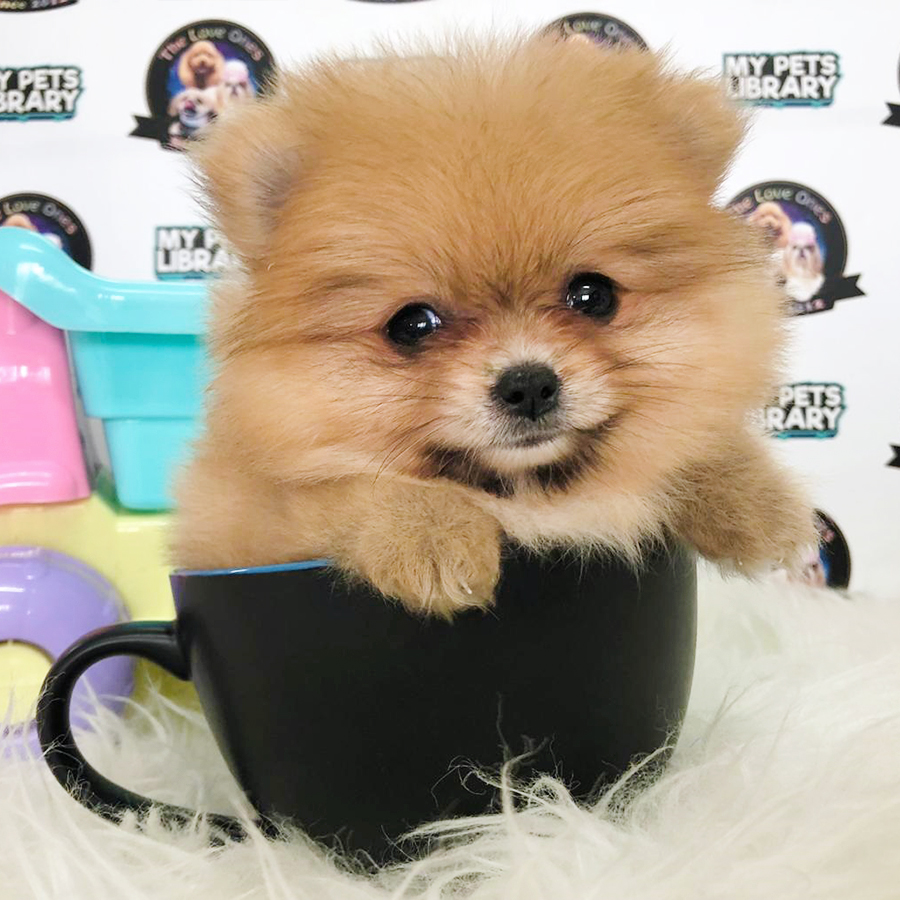 Bear Quality Teacup Pomeranian (Female) For Sale