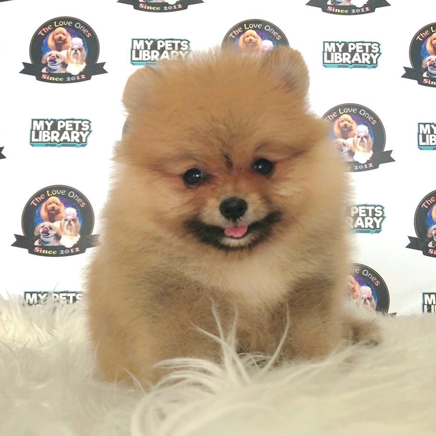 Bear Quality Teacup Pomeranian (Male) For Sale