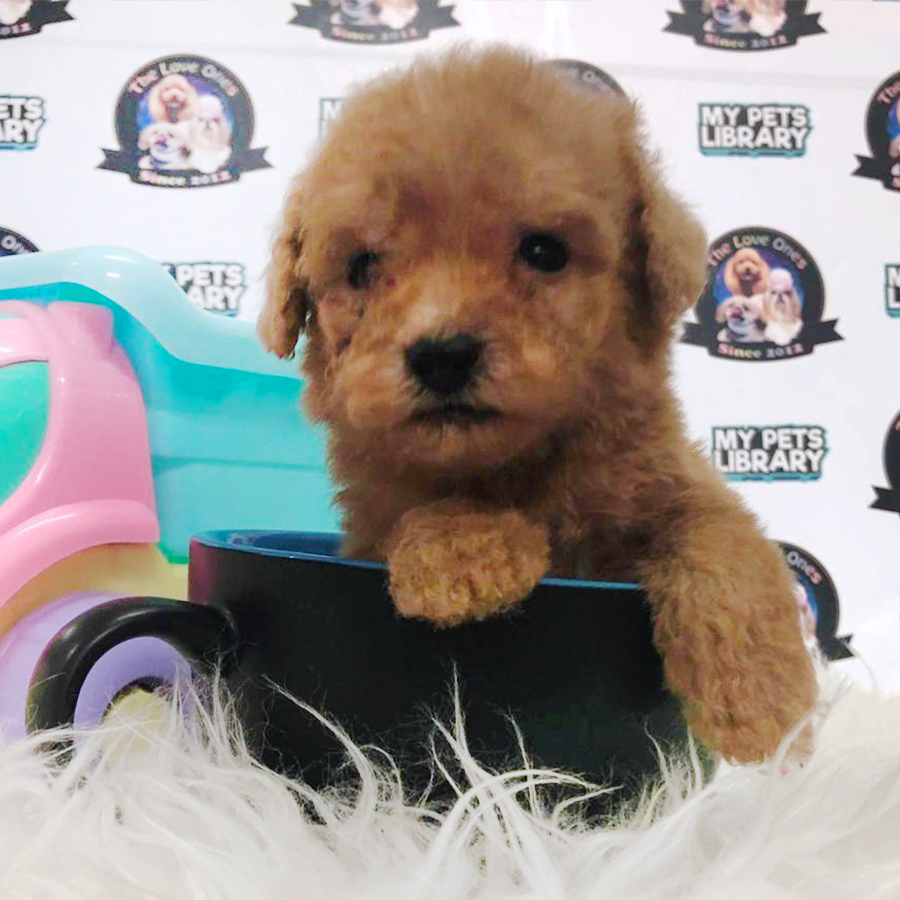 Brown Tiny Teacup Poodle Puppy (Male) For Sale