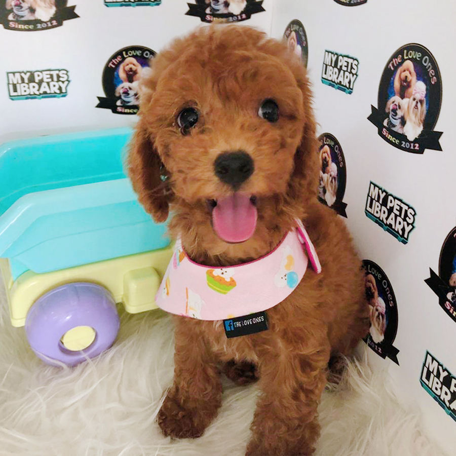 Red Tiny Toy Poodle Puppy (Female) For Sale