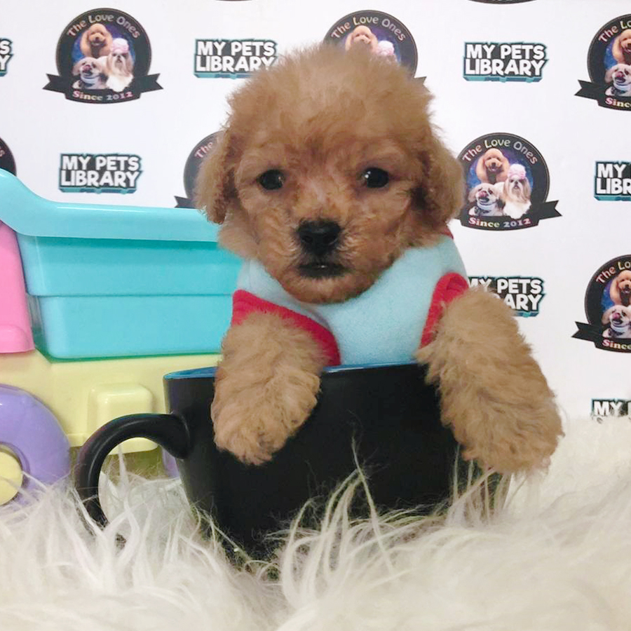 Brown Tiny Teacup Poodle Puppy (Male) For Sale