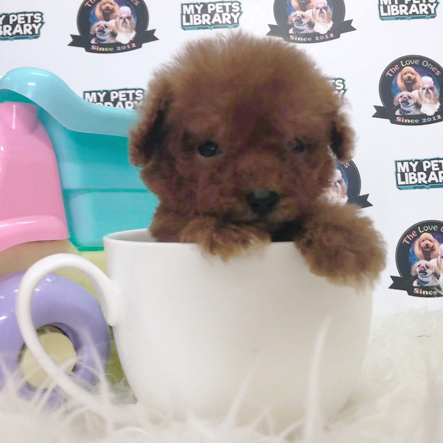 Super Red Tiny Teacup Poodle (Male) For Sale