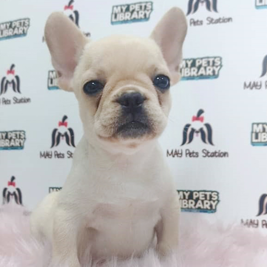 Cream White French Bulldog Puppy (Female) For Sale