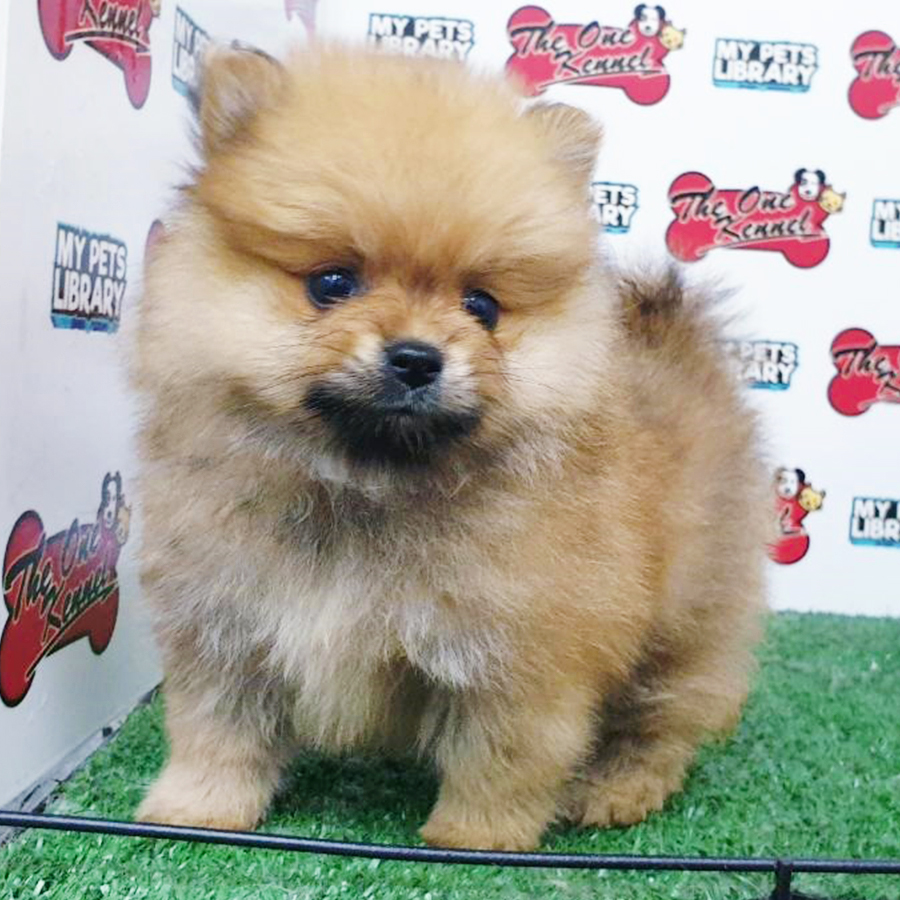 Sable Orange Pomeranian Puppy (Female) For Sale