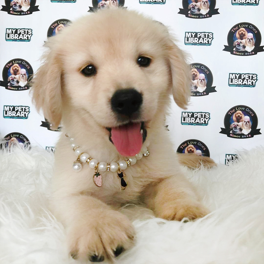 High Quality Big Bone Taiwan Bloodline Golden Retriever Puppy (Female) For Sale