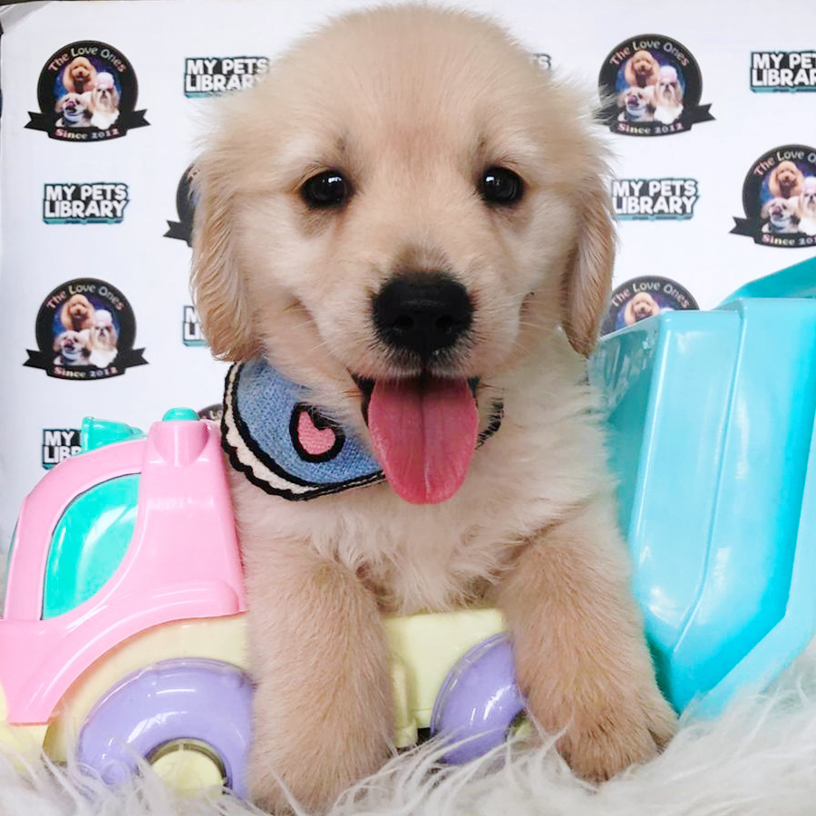 High Quality Big Bone Taiwan Bloodline Golden Retriever Puppy (Male) For Sale