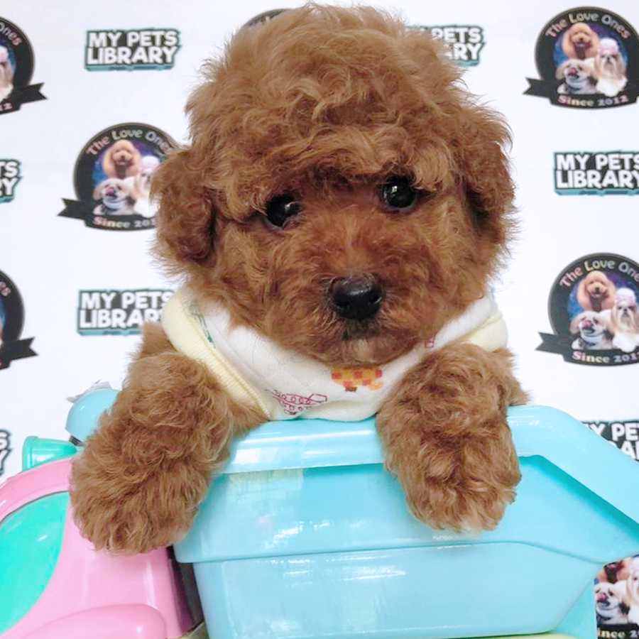 Brown Tiny Toy Poodle Puppy (Male) For Sale