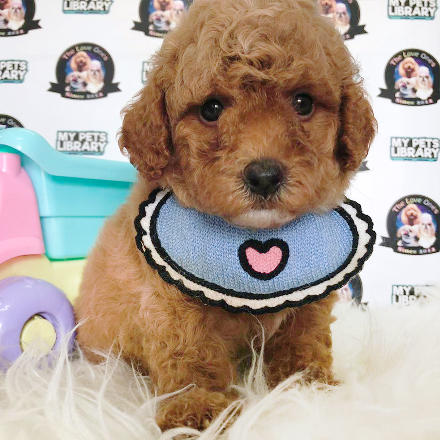 Brown Tiny Toy Poodle Puppy (Male) For Sale
