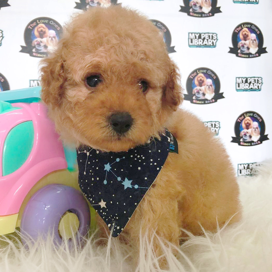 Brown Tiny Toy Poodle Puppy (Male) For Sale