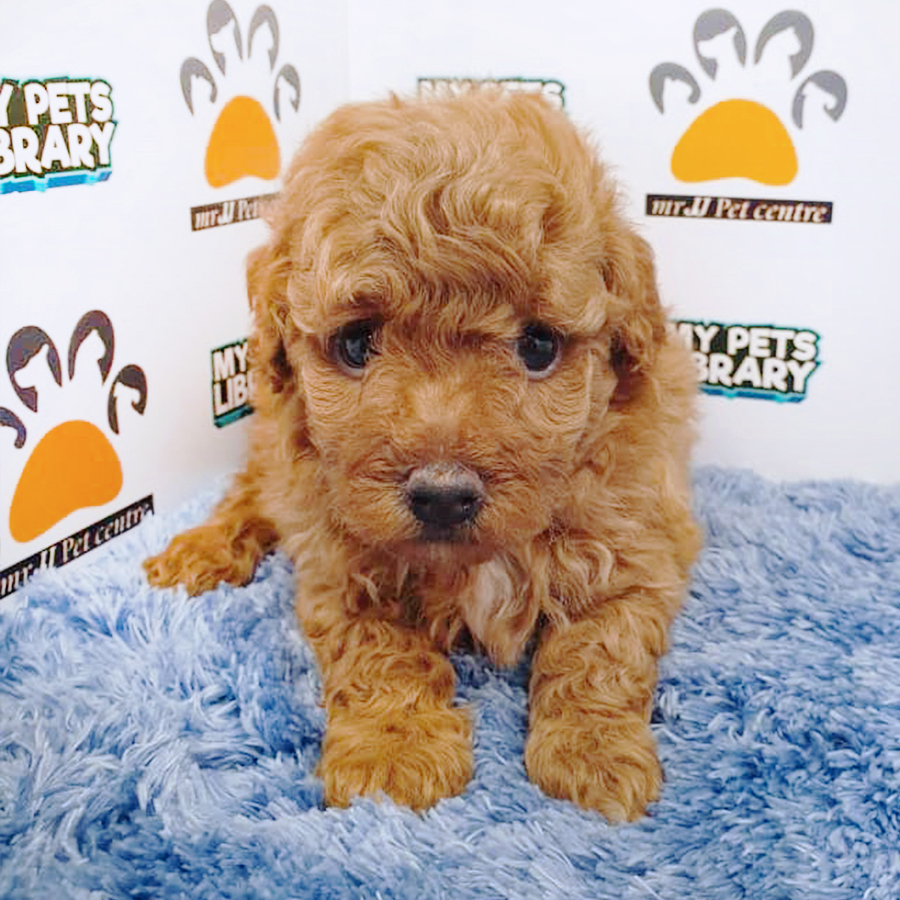 Brown Toy Poodle Puppy (Male) For Sale