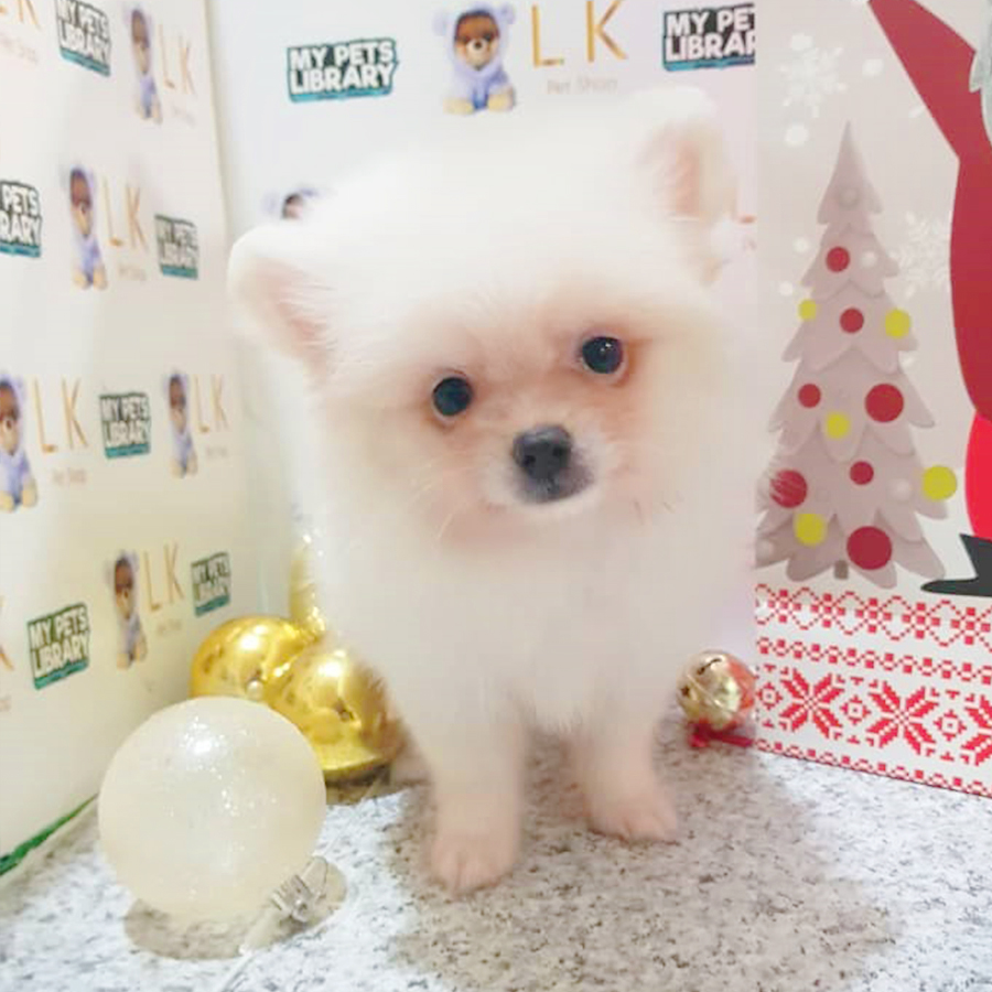 White Pomeranian Puppy (Female) For Sale