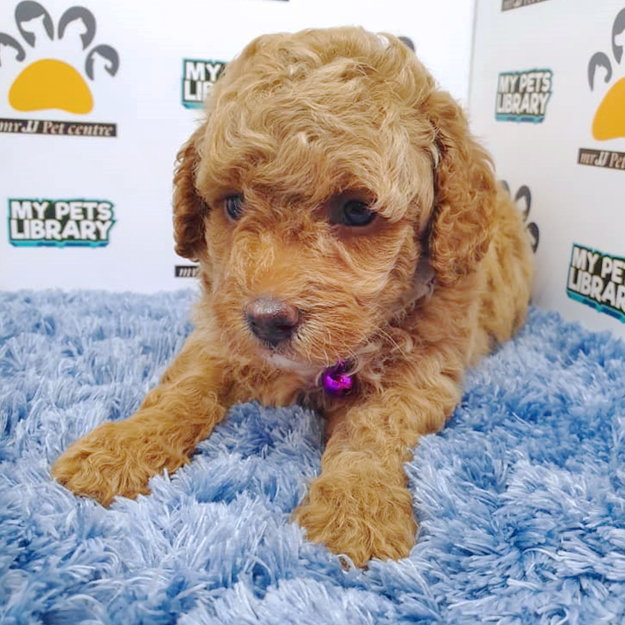 Brown Toy Poodle Puppy (Male) For Sale