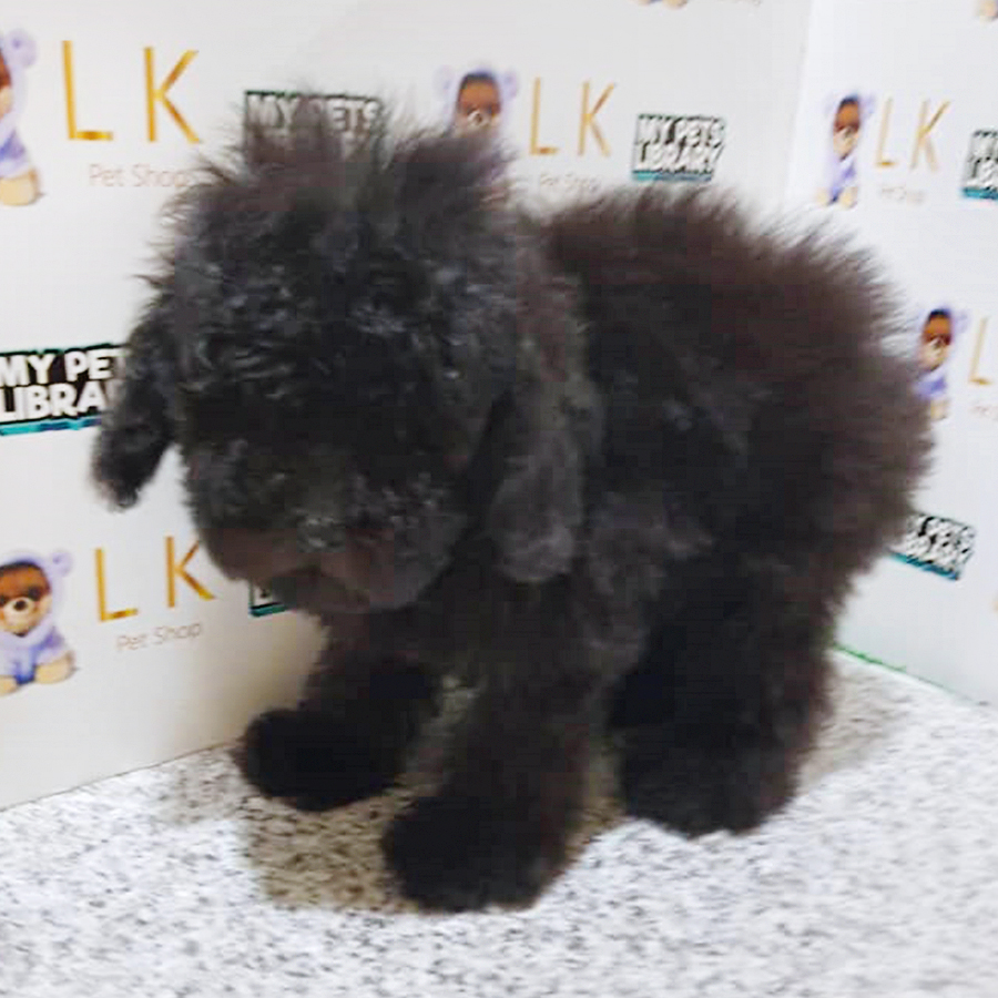 Blue Toy Poodle Puppy (Female) For Sale