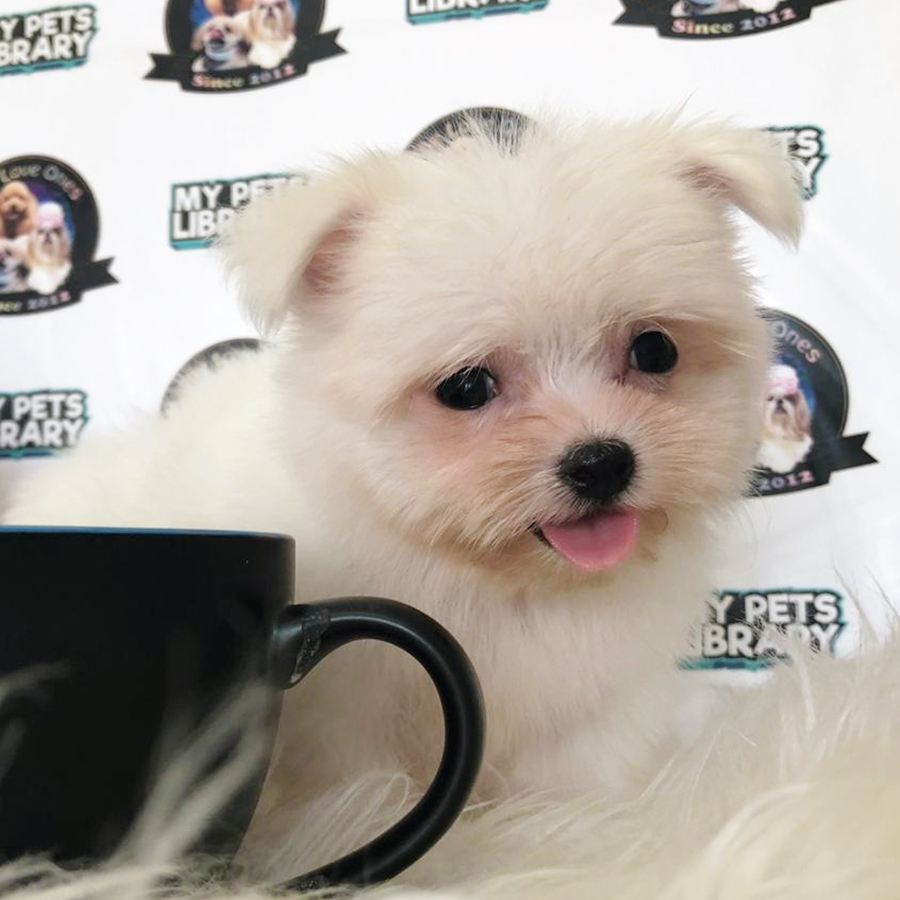 Super Short Leg White Tiny Teacup Maltese Puppy (Male) For Sale