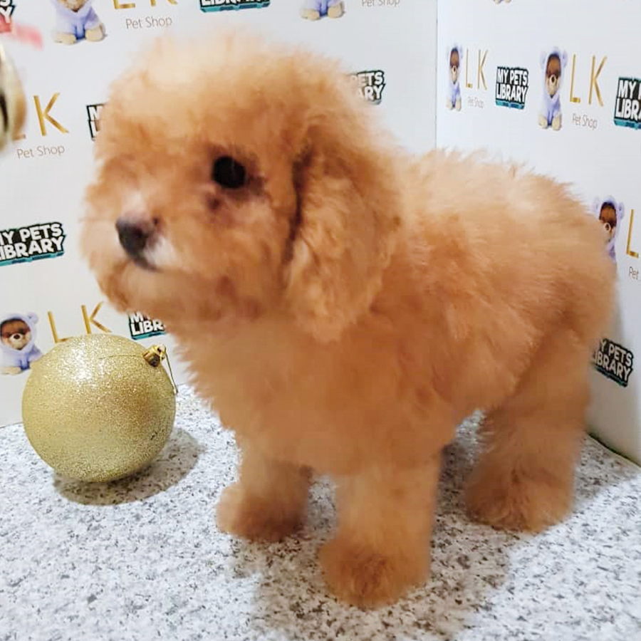 Orange Brown Toy Poodle Puppy (Female) For Sale