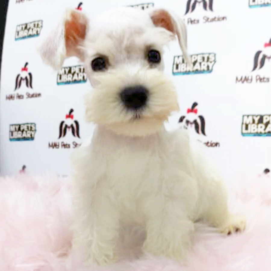 White Miniature Schnauzer Puppy (Male) For Sale