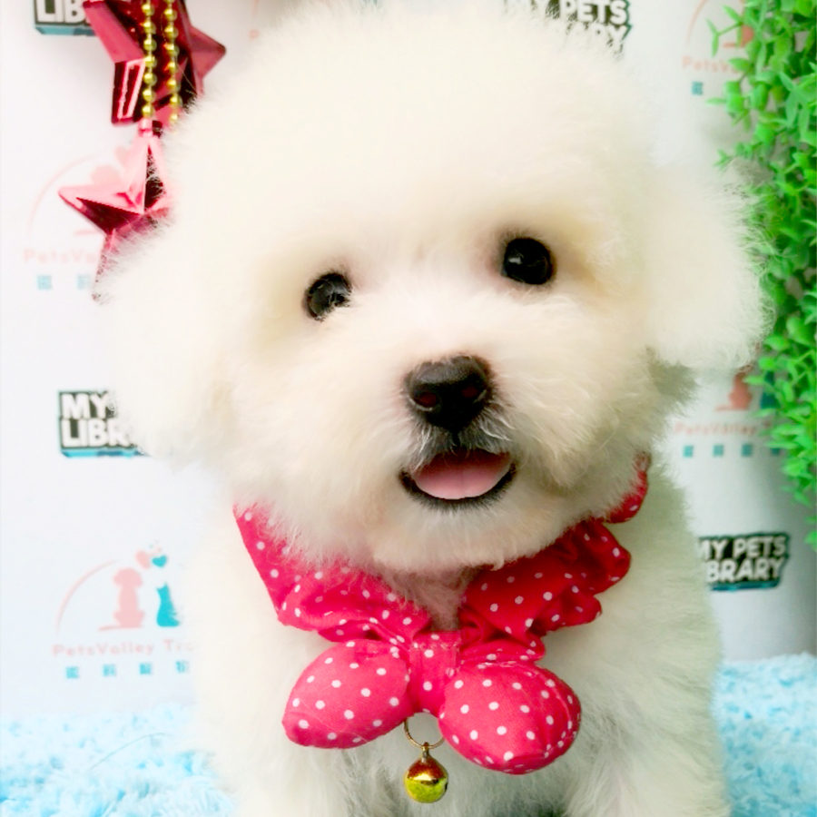 Bichon Frise Puppy (Male) For Sale
