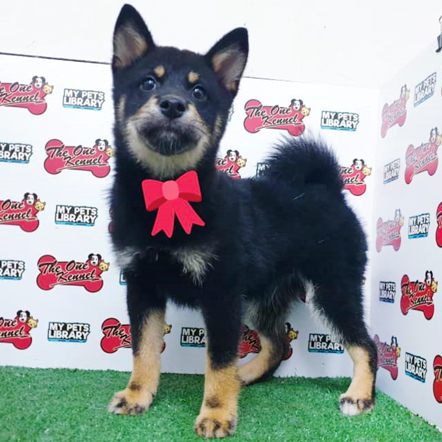 Black & Tan Shiba Inu Puppy (Male) For Sale