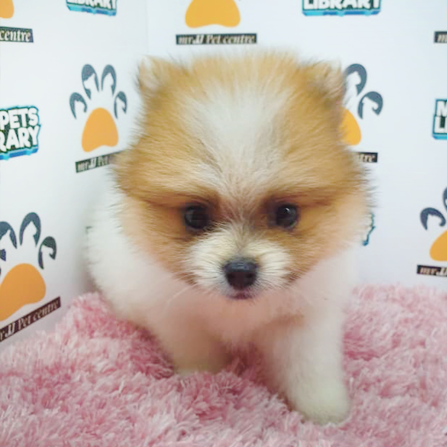 Parti Pomeranian Puppy (Female) For Sale