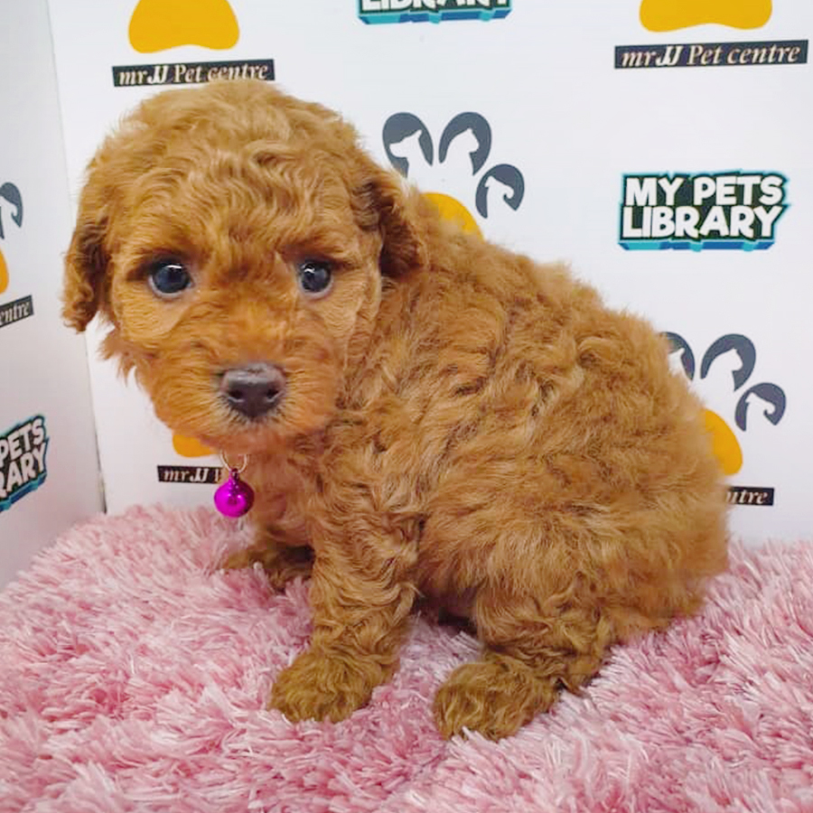 Brown Toy Poodle Puppy (Female) For Sale