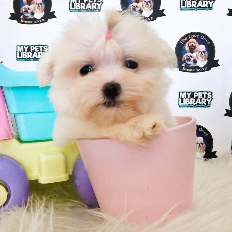Super Short Leg White Teacup Maltese Puppy (Female) For Sale