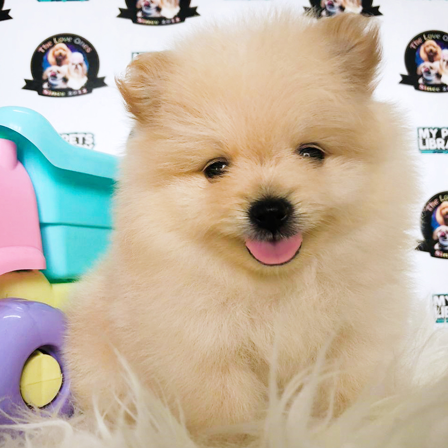 Quality Bear Pomeranian Puppy (Female) For Sale