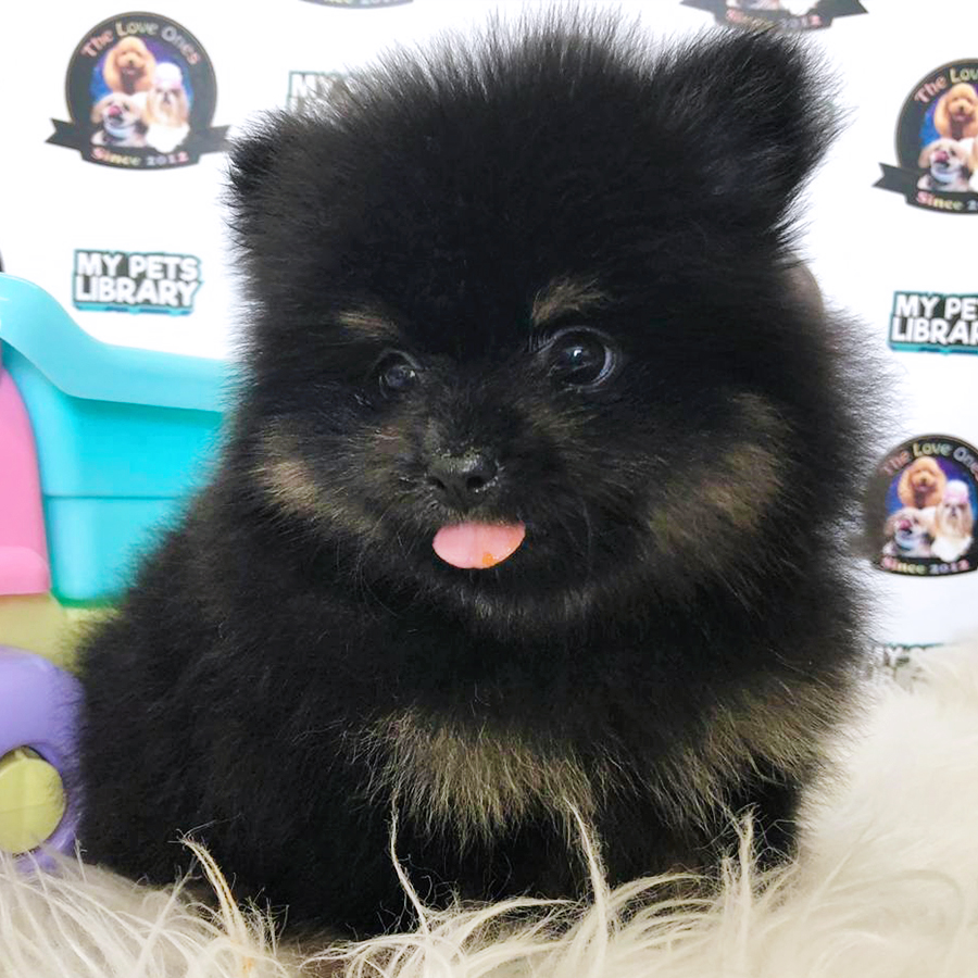 Quality Bear Pomeranian Puppy (Male) For Sale