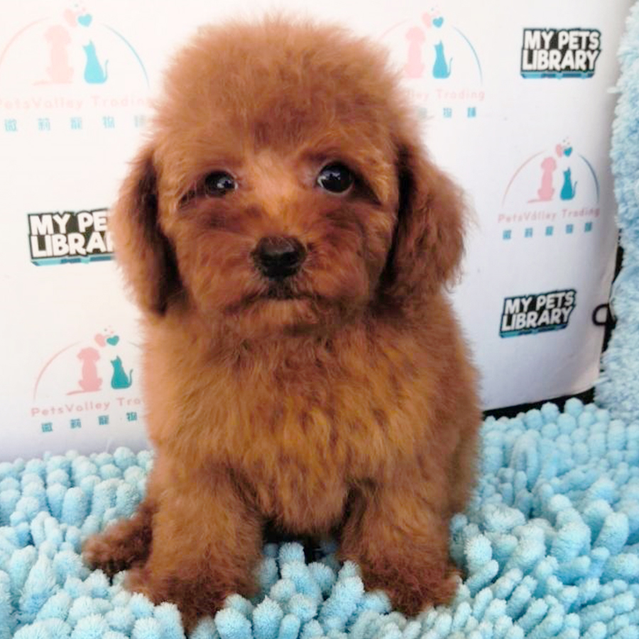 Red Tiny Toy Poodle Puppy (Female) For Sale
