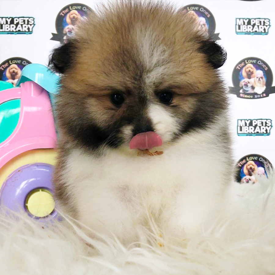 Quality Bear Pomeranian Puppy (Male) For Sale