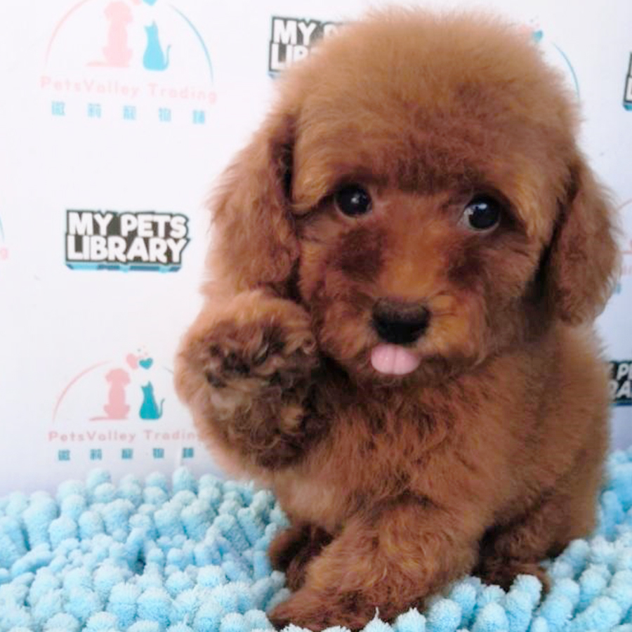 Red Tiny Toy Poodle Puppy (Male) For Sale