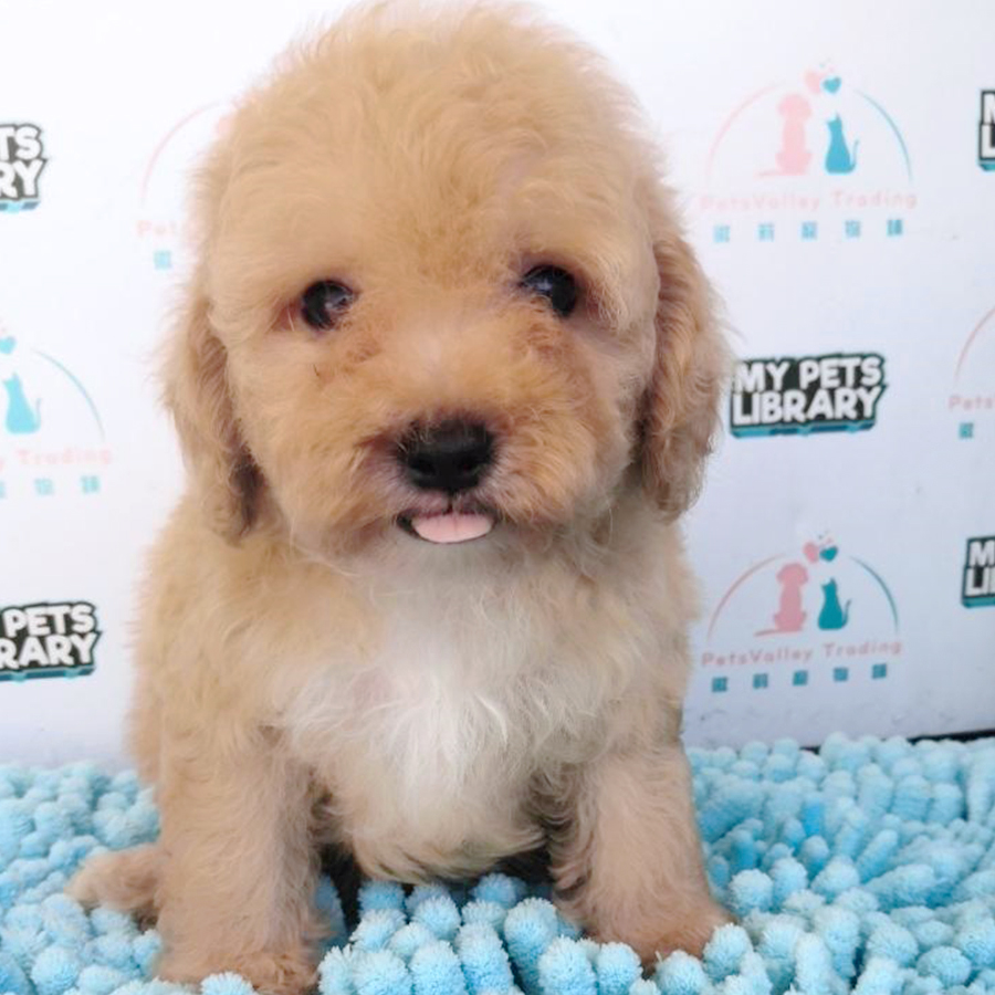 Light Brown Tiny Toy Poodle Puppy (Female) For Sale