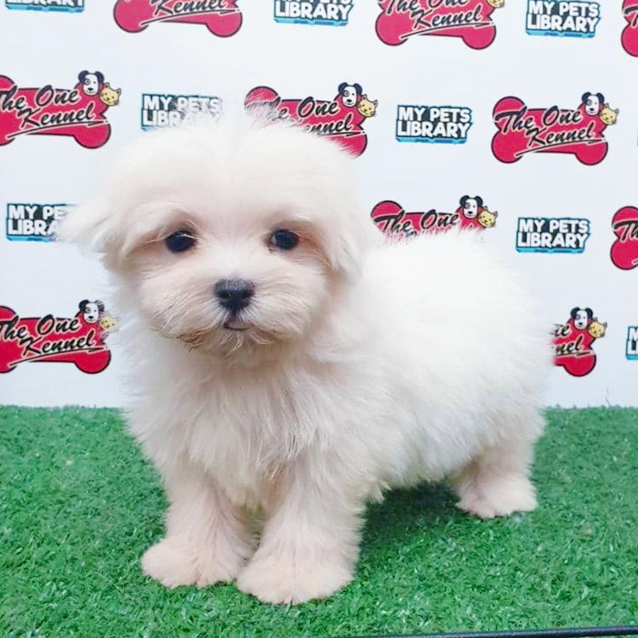 White Maltese Puppy (Male) For Sale