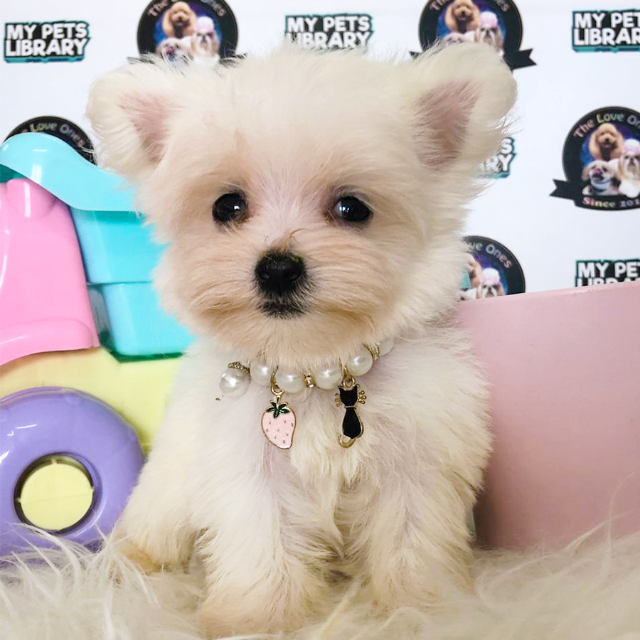 Super Short Leg Fly Ear Teacup Maltese Puppy (Female) For Sale