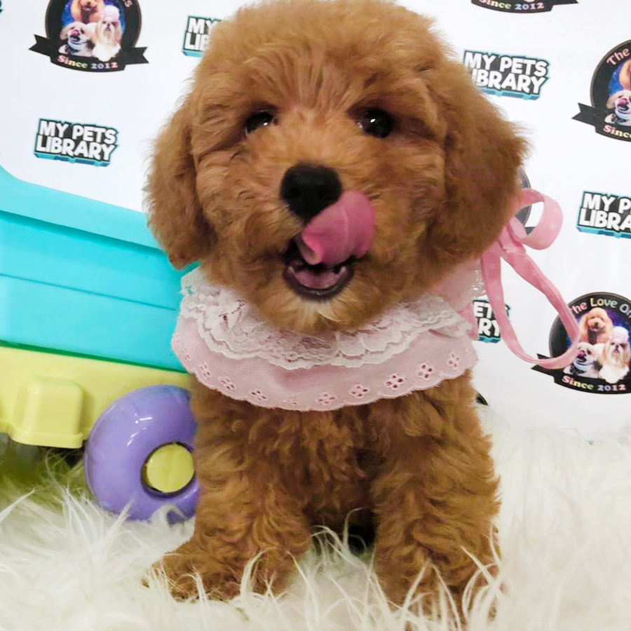 Brown Tiny Toy Poodle Puppy (Female) For Sale