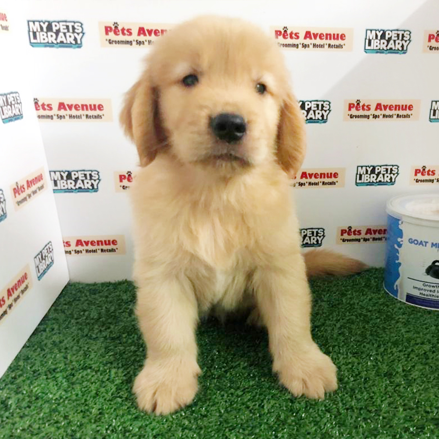 Golden Retriever Puppy (Male) For Sale