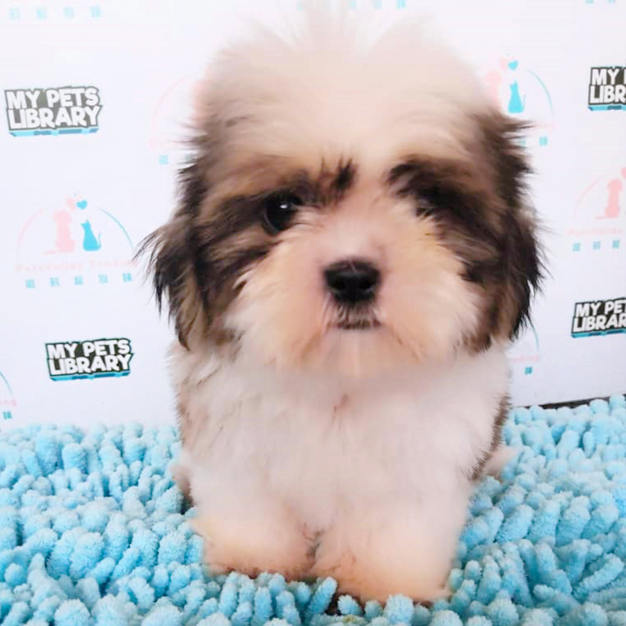Parti Colour Shih Tzu Puppy (Male) For Sale