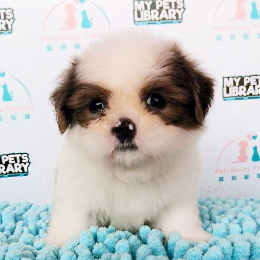 Parti Colour Shih Tzu Puppy (Female) For Sale