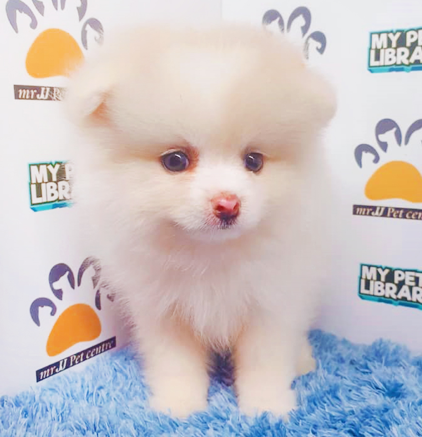 Parti White Pomeranian Puppy (Male) For Sale