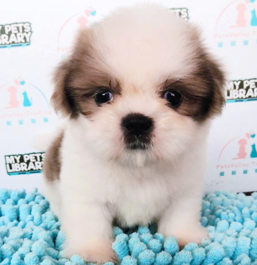Parti Colour Shih Tzu Puppy (Male) For Sale