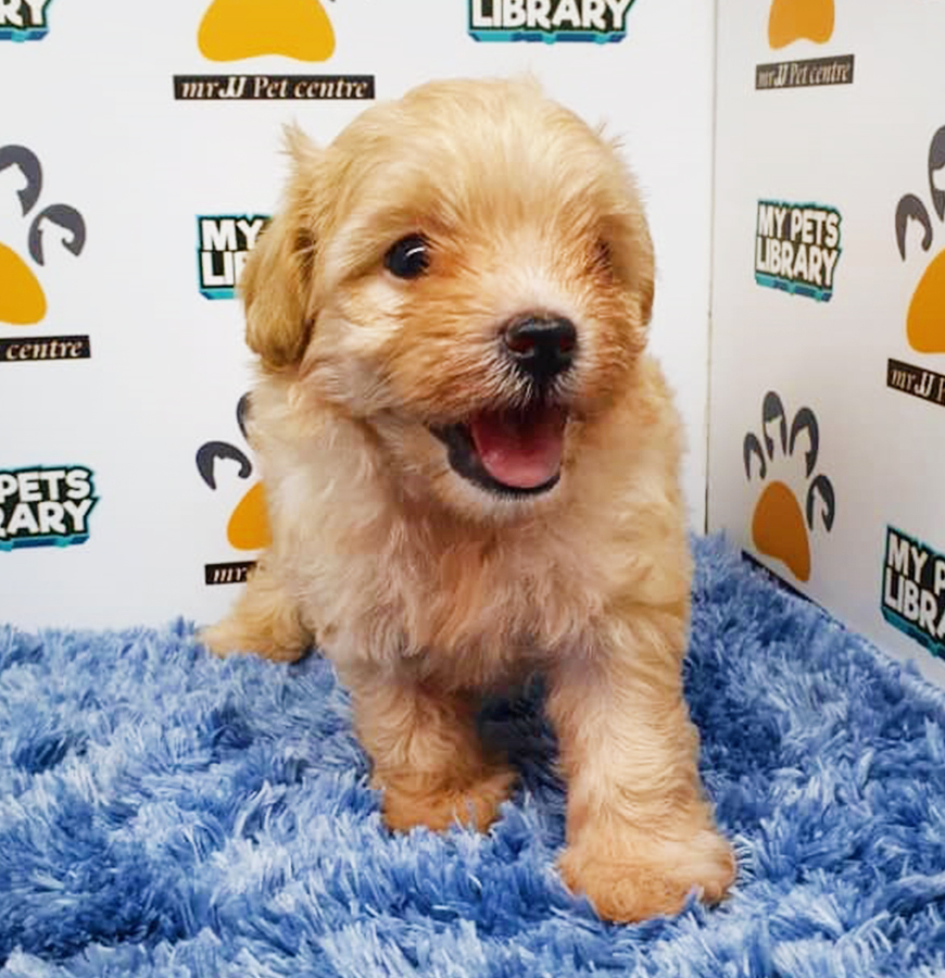 Brown Toy Poodle Puppy (Male) For Sale