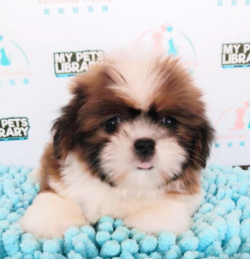 Parti Colour Shih Tzu Puppy (Female) For Sale