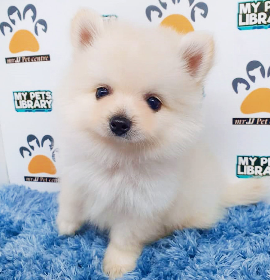 Cream White Pomeranian Puppy (Male) For Sale
