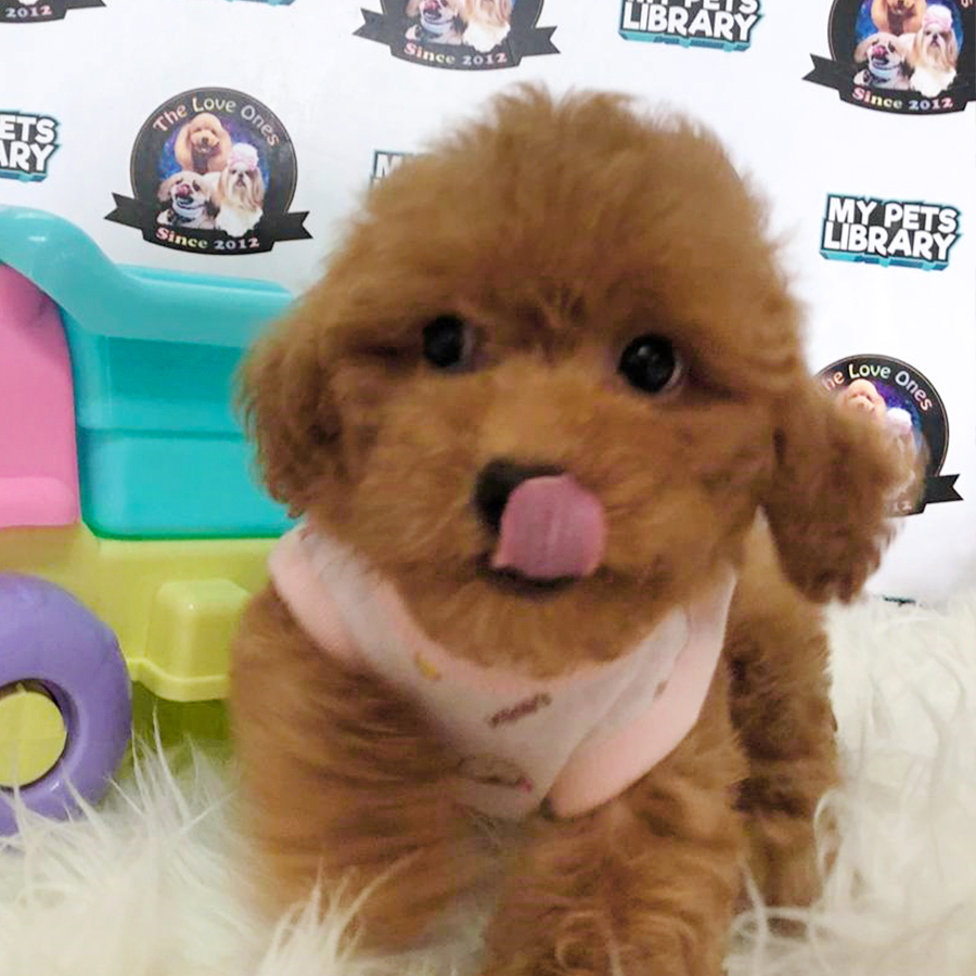 Brown Tiny Toy Poodle Puppy (Female) For Sale