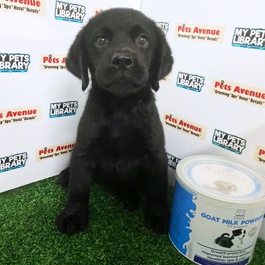 Black Labrador Retriever Puppy (Female) For Sale