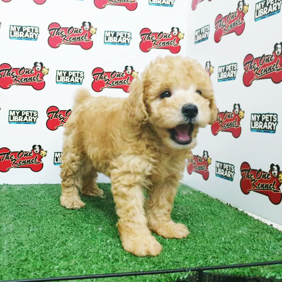 Brown Toy Poodle Puppy (Male) For Sale