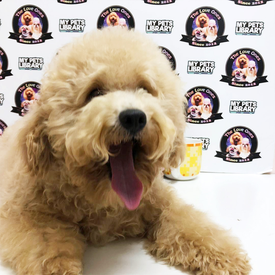 Brown Toy Poodle Puppy (Male) For Sale