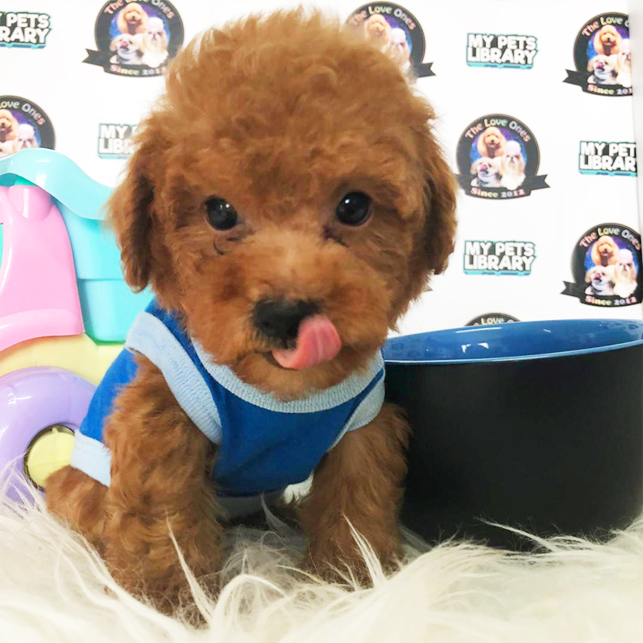 Red Super Tiny Poodle Puppy (Male) For Sale