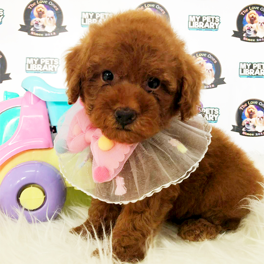 Super Red Tiny Toy Poodle Puppy (Female) For Sale