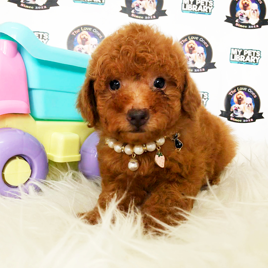 Super Red Tiny Toy Poodle Puppy (Female) For Sale