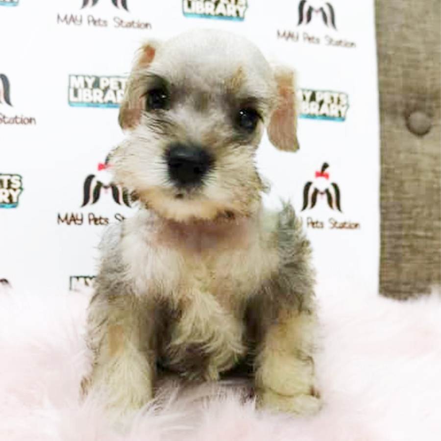 Miniature Schnauzer Puppy (Male) For Sale